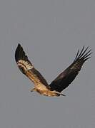 White-bellied Sea Eagle