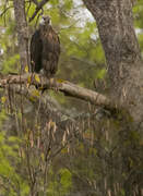 Madagascar Fish Eagle