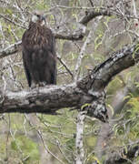 Madagascar Fish Eagle