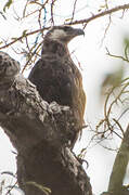 Madagascan Fish Eagle