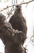 Madagascan Fish Eagle