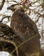 Madagascan Fish Eagle