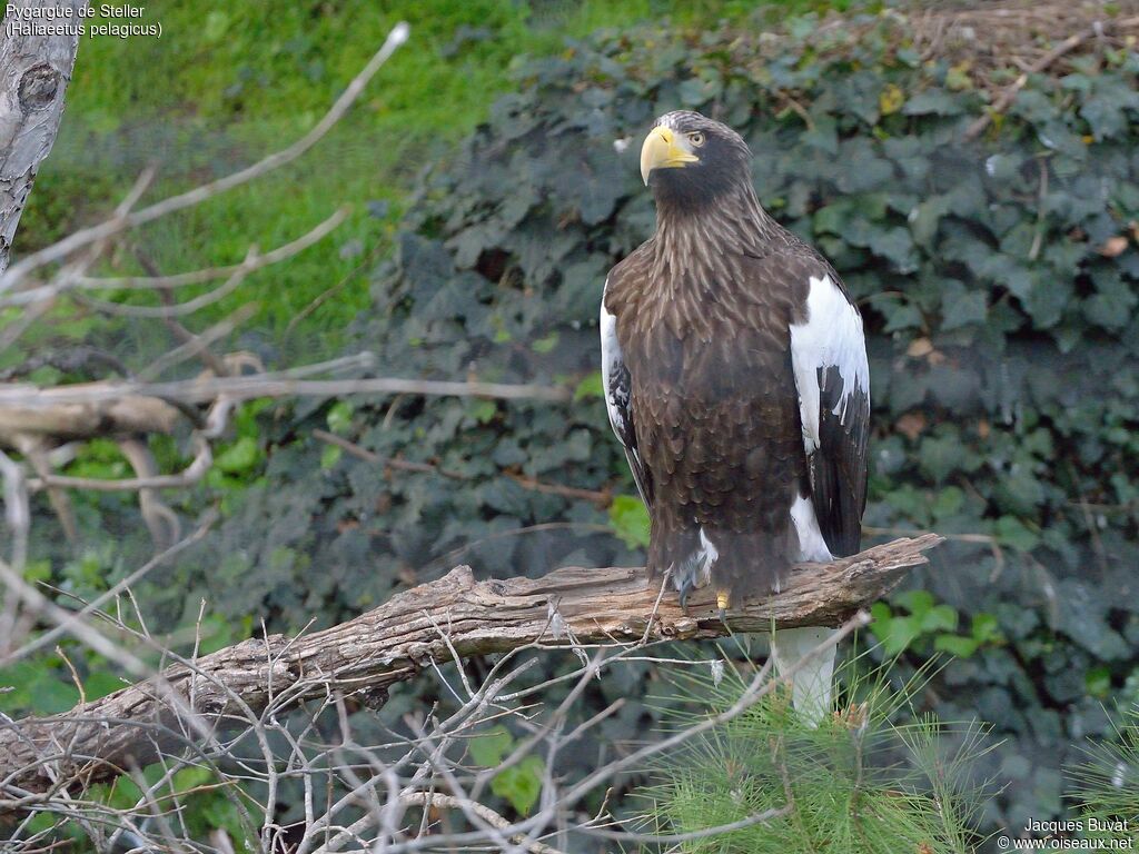 Steller's Sea Eagle