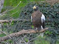 Steller's Sea Eagle