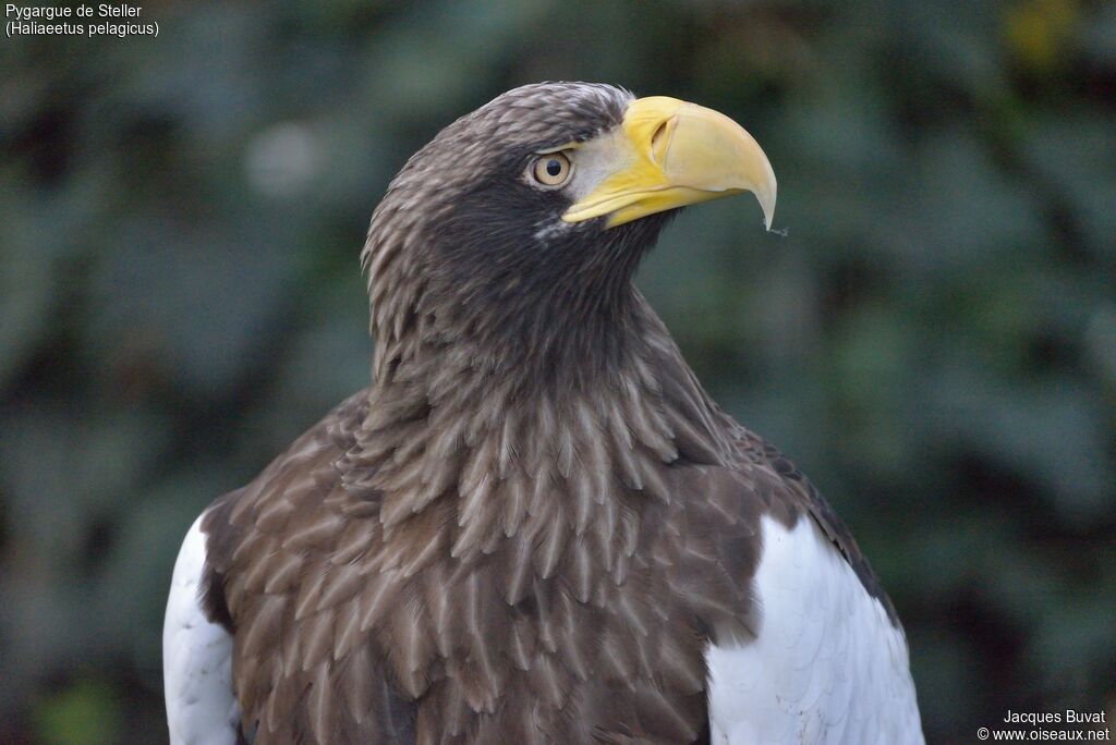 Steller's Sea Eagleadult, close-up portrait, aspect, pigmentation