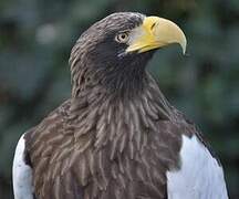 Steller's Sea Eagle