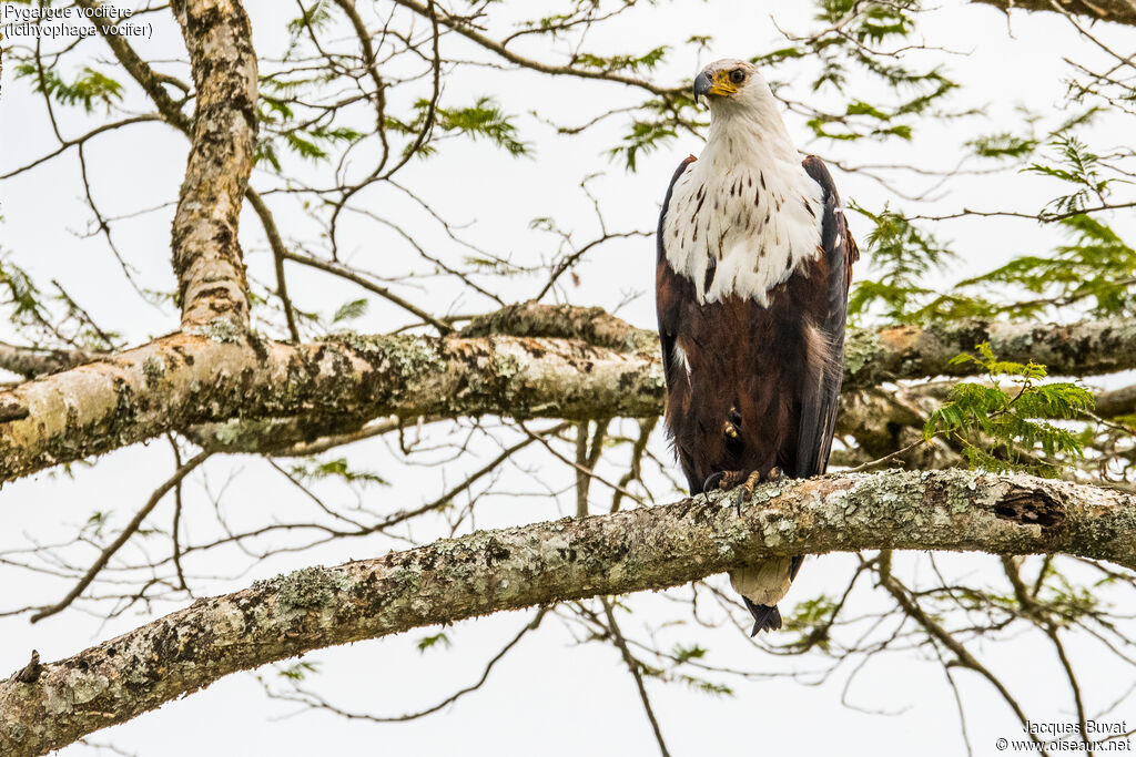 African Fish Eaglesubadult