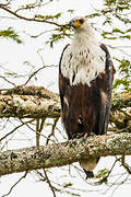 African Fish Eagle