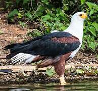 African Fish Eagle