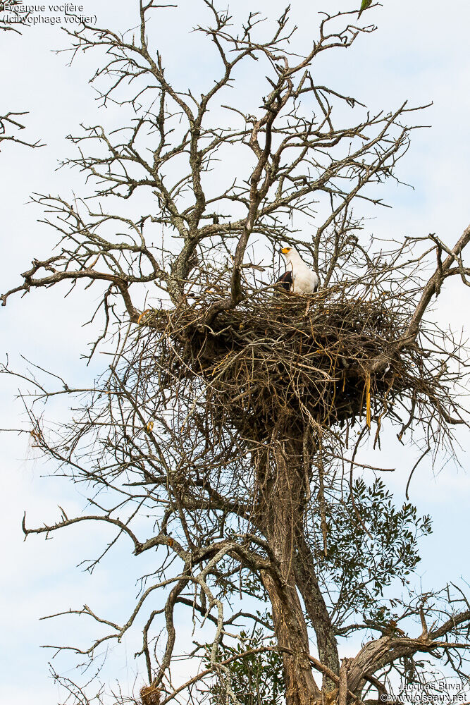 African Fish Eagle female adult