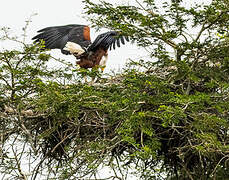 African Fish Eagle