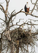 African Fish Eagle