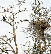 African Fish Eagle