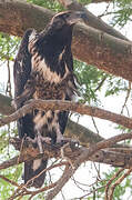 African Fish Eagle