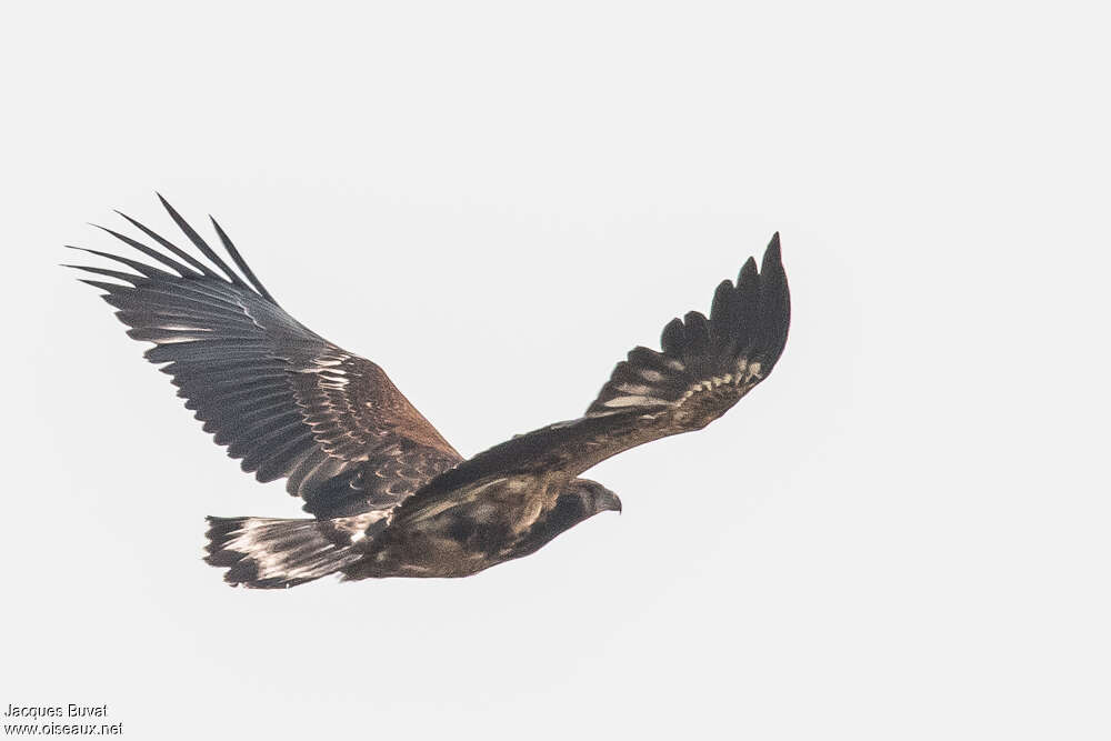 African Fish Eaglejuvenile, Flight