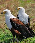 African Fish Eagle