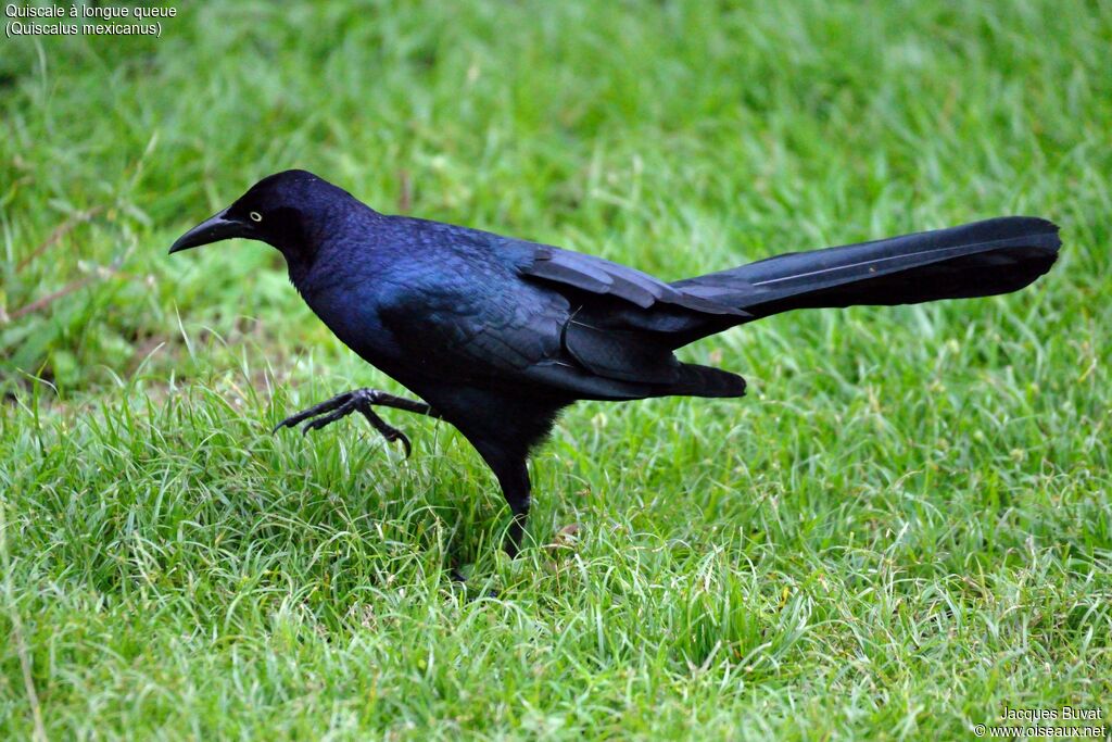 Great-tailed Grackleadult, close-up portrait, aspect, pigmentation, walking