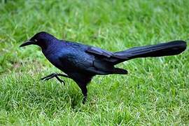 Great-tailed Grackle