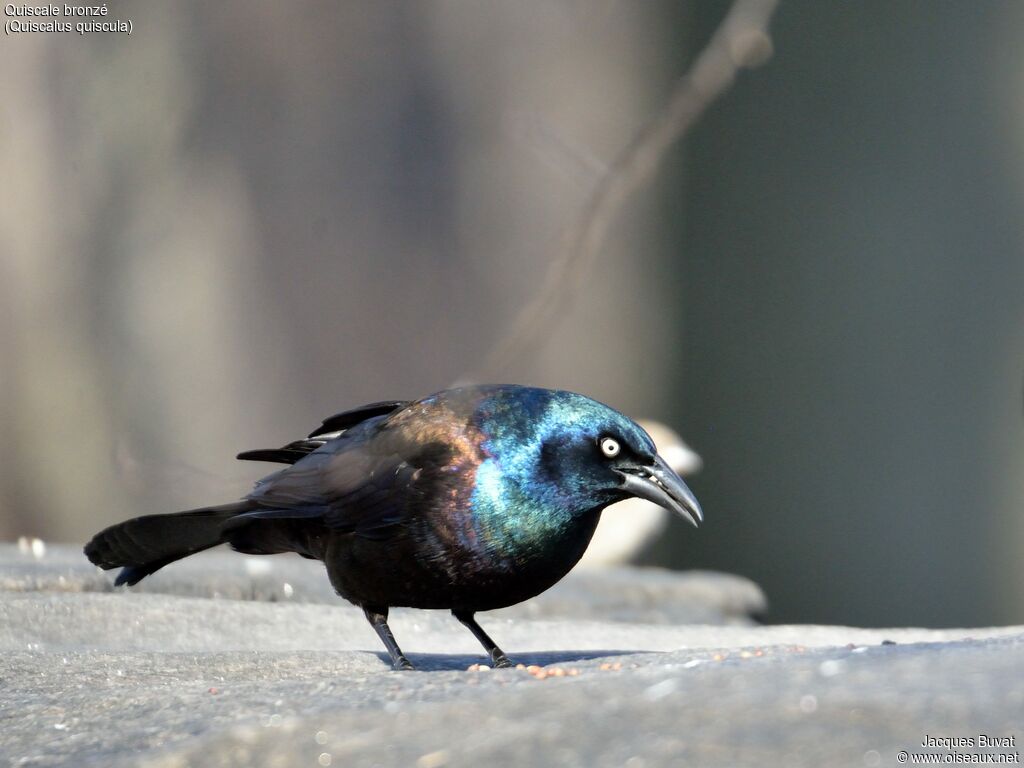 Common Grackleadult breeding, identification, aspect, pigmentation