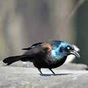 Common Grackle