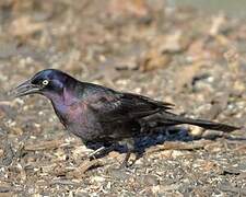 Common Grackle