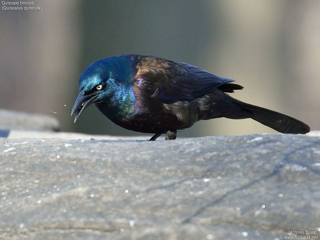 Common Grackle male adult breeding, close-up portrait, aspect, pigmentation