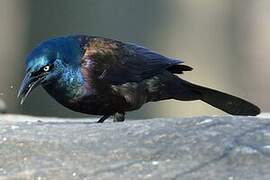 Common Grackle