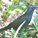 Quiscale chopi