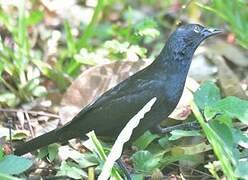 Chopi Blackbird