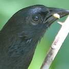 Quiscale chopi