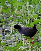 Black Crake