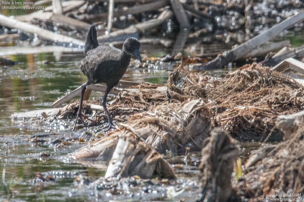 Black Crakejuvenile, identification, aspect, pigmentation, walking