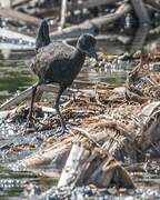 Black Crake