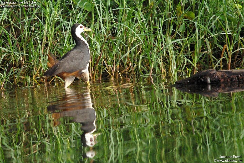 White-breasted Waterhenadult