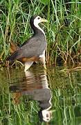 White-breasted Waterhen