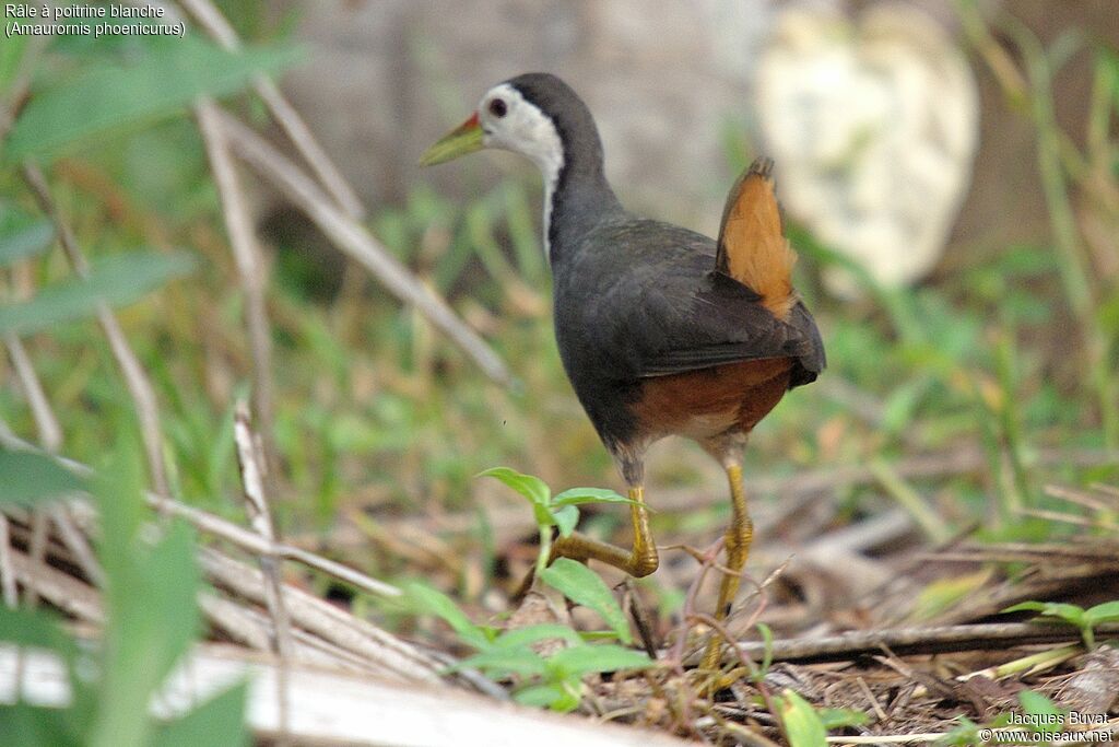 White-breasted Waterhenadult