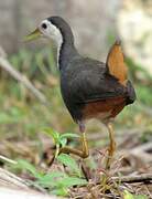 White-breasted Waterhen