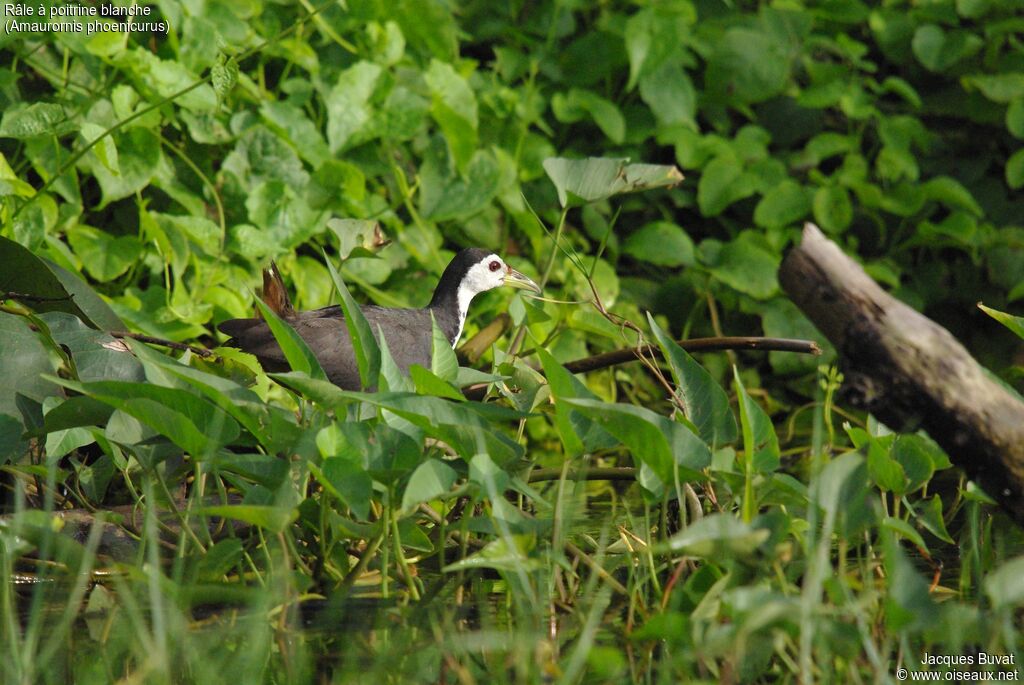 White-breasted Waterhenadult