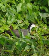 White-breasted Waterhen