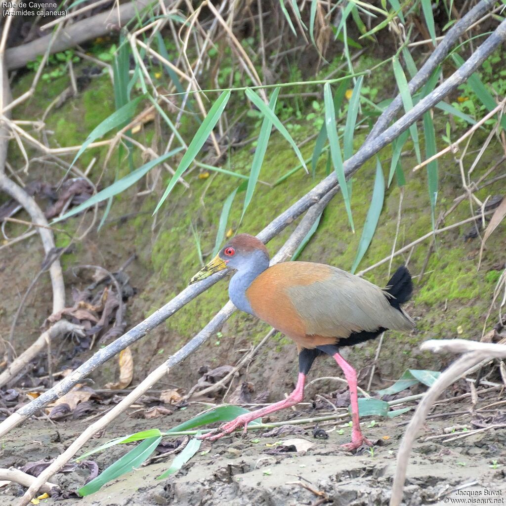 Grey-necked Wood Railadult, habitat, aspect, pigmentation, walking