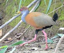 Grey-cowled Wood Rail