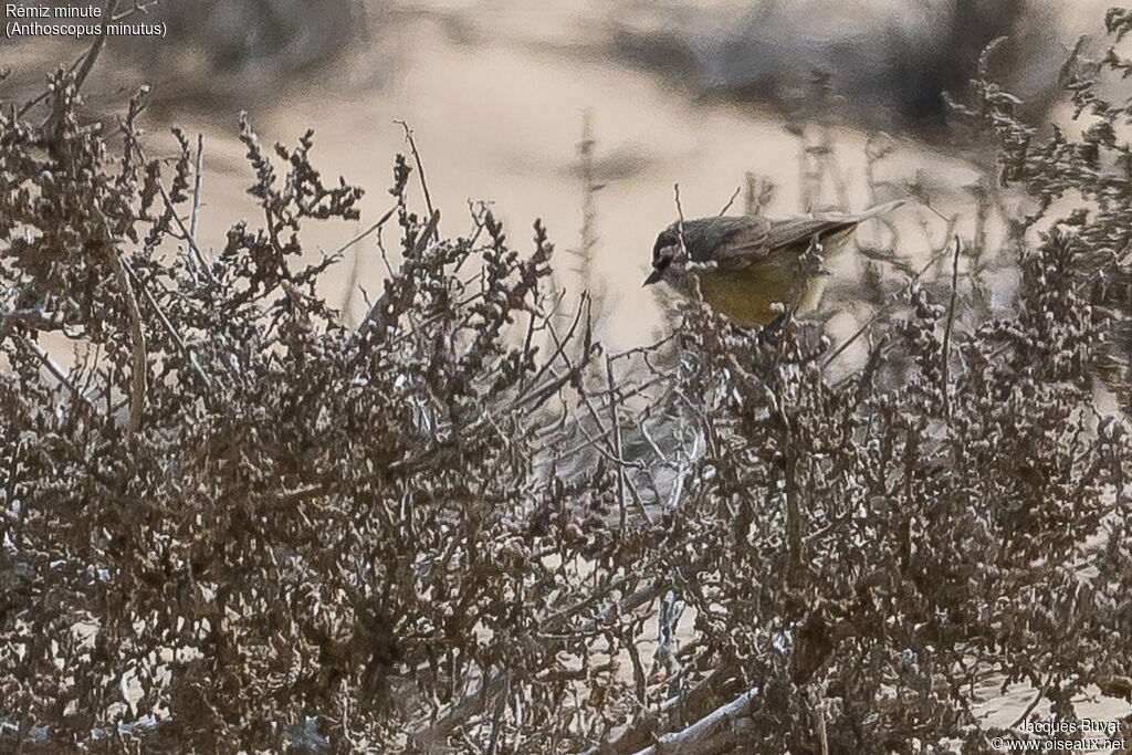 Cape Penduline Titadult, identification, habitat, aspect, pigmentation