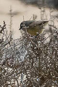 Cape Penduline Tit