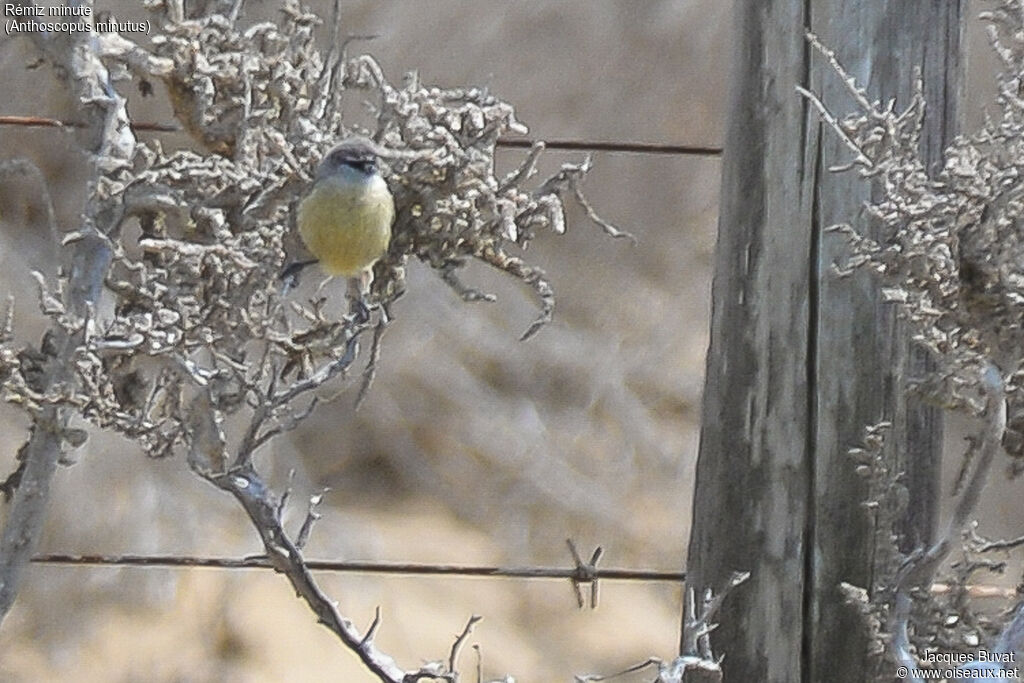 Cape Penduline Titadult, identification, close-up portrait, habitat, aspect, pigmentation