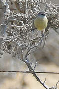 Cape Penduline Tit