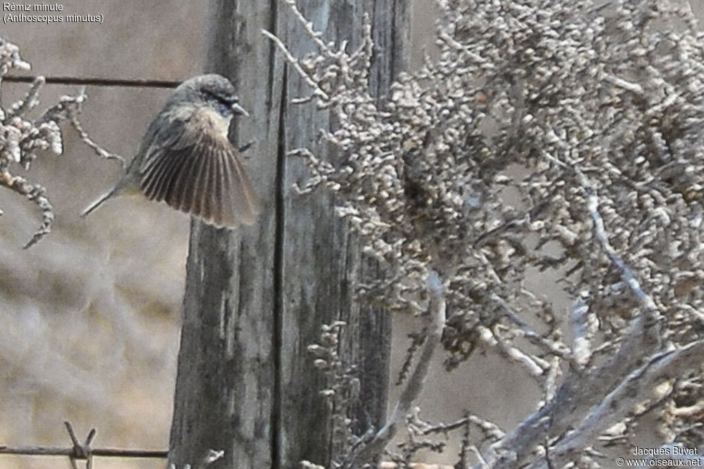 Cape Penduline Titadult, identification, habitat, aspect, pigmentation, Flight