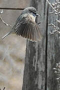 Cape Penduline Tit