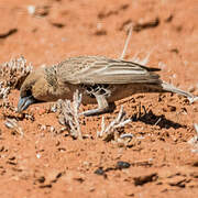 Sociable Weaver