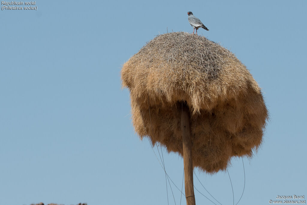 Sociable Weaver