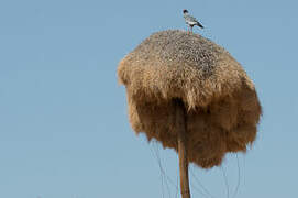 Sociable Weaver